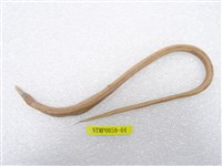 藏品(線尾鴨嘴鰻)的圖片